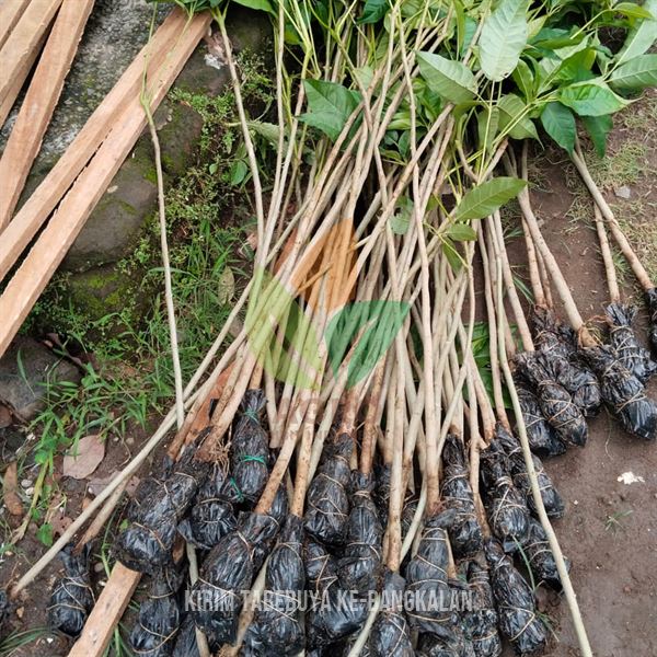 Kirim 100 Pohon Tabebuya Sobat Agro di Bangkalan Madura