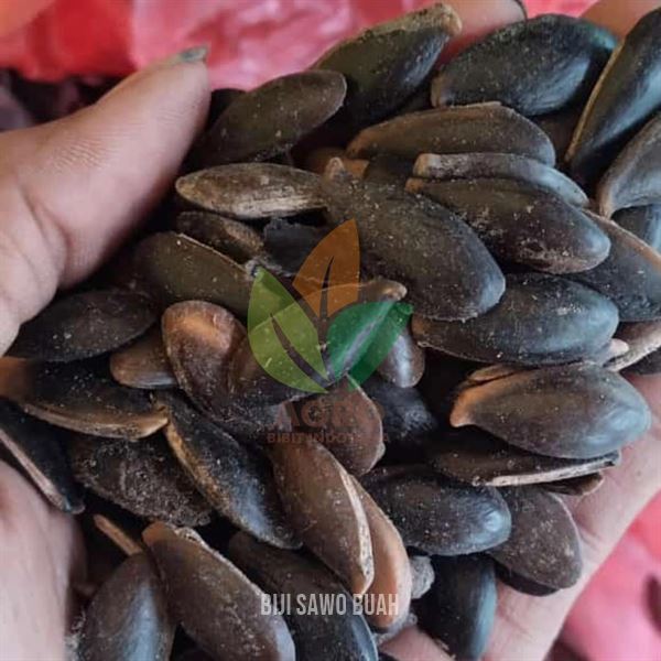 Biji Sawo Buah Berkualitas