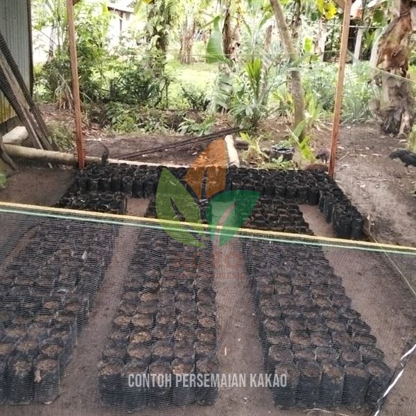 contoh persemaian biji kakao