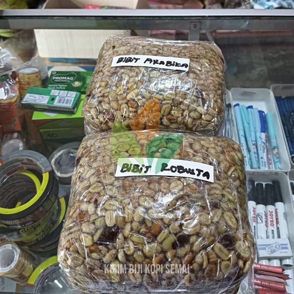 Jual Bibit Biji Kopi di Kalimantan Timur – Solusi Hemat untuk Perkebunan Kopi Anda