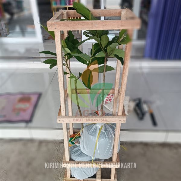 Bibit Bunga Kantil Merah ASLI, Full Media ke-Yogyakarta