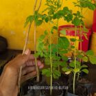 Bibit Kelor di Blitar: Manfaat, Cara Tanam, dan Cara Pesan Online