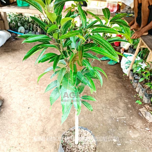 Kirim Bibit Mangga Miyazaki 1 Meter UP ke Bojonegoro