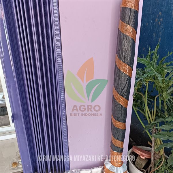 Kirim Bibit Mangga Miyazaki 1 Meter UP ke Bojonegoro