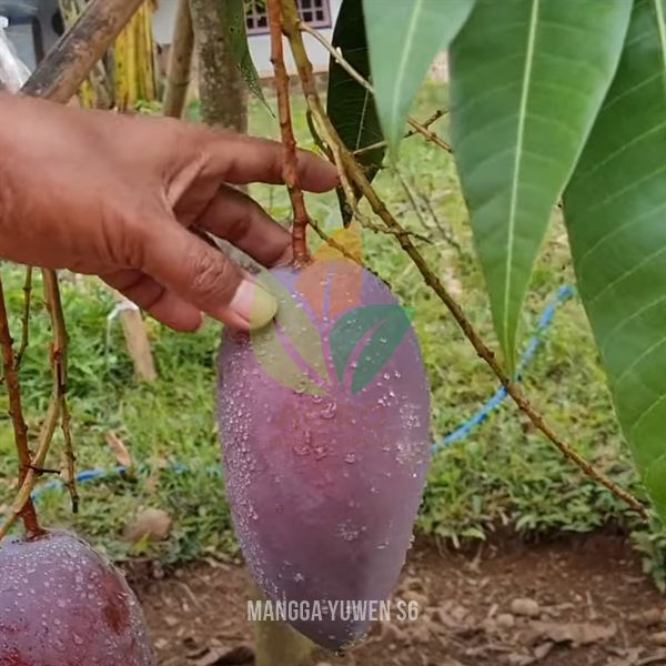 Mangga Yuwen Seri 6