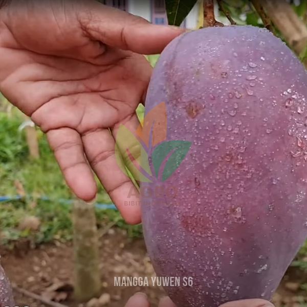 Mangga Yuwen Seri 6