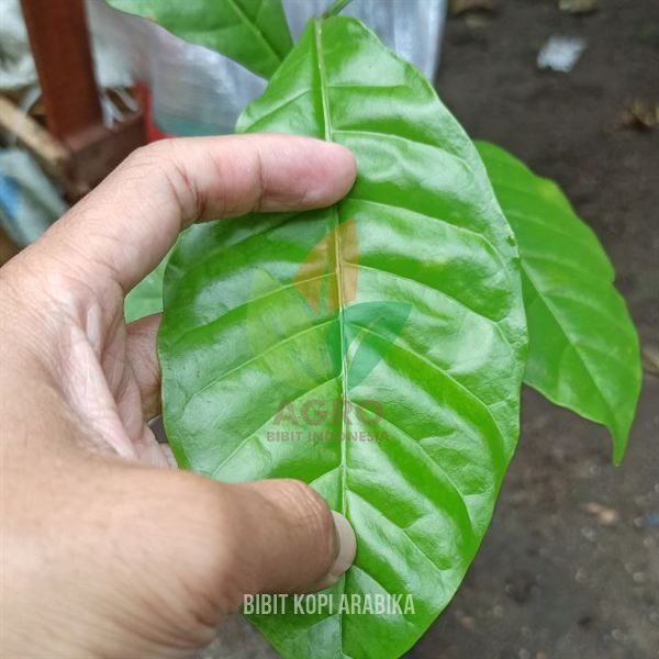 Kopi Arabika asal Biji