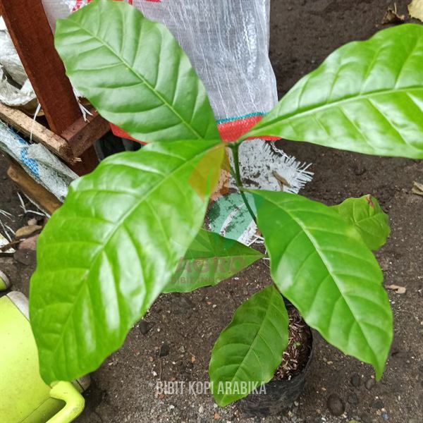 Kopi Arabika asal Biji