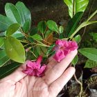 Tabebuya Merah ASLI