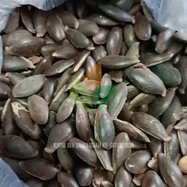 Kirim 1 Kg Biji Sawo Sobat Agro di Situbondo