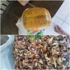 Kirim 1 Kg Biji Kayu Suren ke Banjarbaru, Kalimantan Selatan