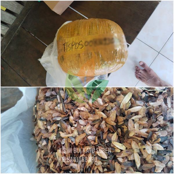 Kirim 1 Kg Biji Kayu Suren ke Banjarbaru, Kalimantan Selatan