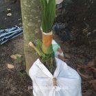 Bibit Kelapa Genjah Entok Menuju Sobat Agro di Kalimantan Barat