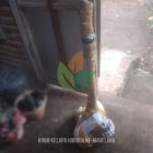 Bibit Kelapa Hibrida di Magelang Siap Dikirim