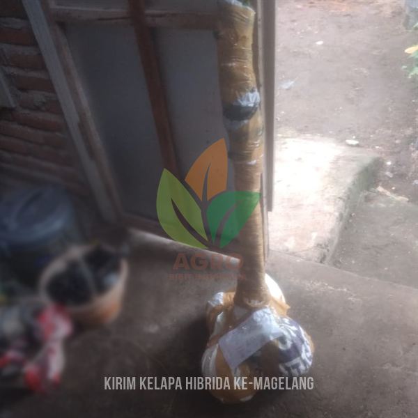 Bibit Kelapa Hibrida di Magelang Siap Dikirim