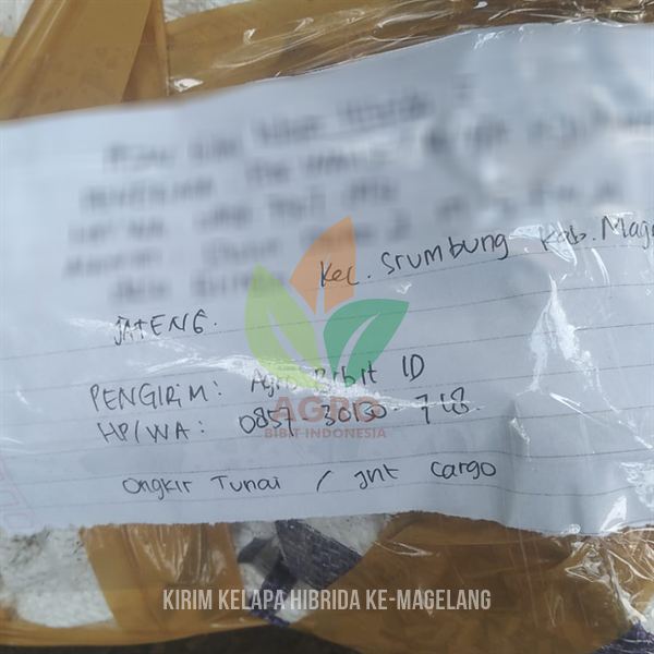 Bibit Kelapa Hibrida di Magelang Siap Dikirim