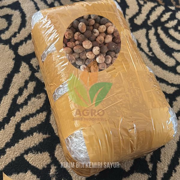 Biji Kemiri Sayur Siap Semai ke-Bangka Belitung