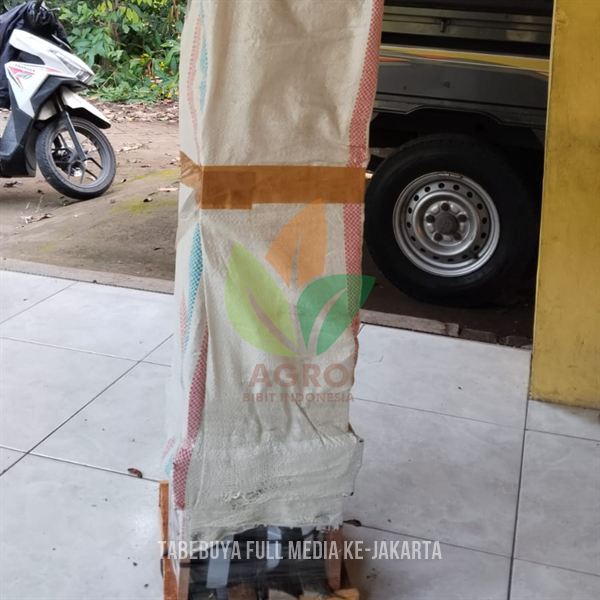 Pohon Tabebuya Hias Viral yang Ramah Bangunan ke-Jakarta