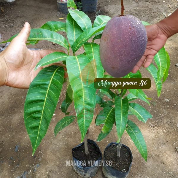 Mangga Yuwen Seri 6
