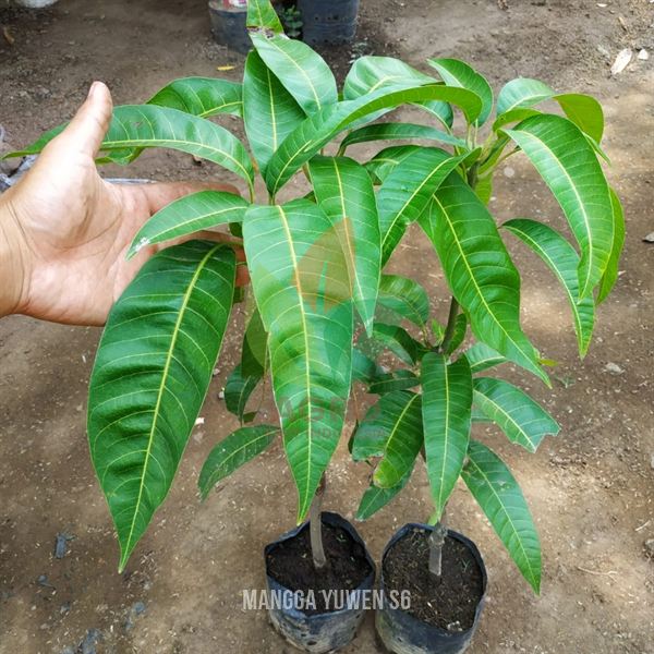 Mangga Yuwen Seri 6