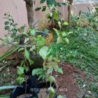 Bibit Tanaman Apel Putsa di Kota Pekalongan Rasa Manis