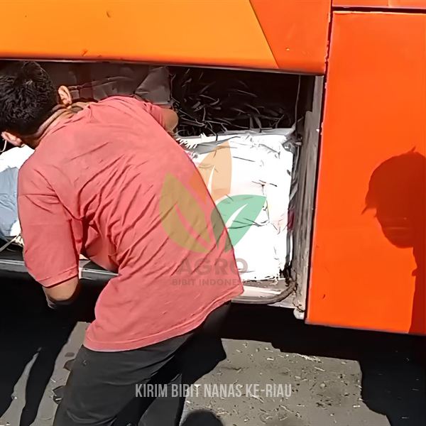 500 Bibit Nanas Madu Dibudidayakan di Pekanbaru, Riau