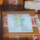 Tanaman Kakao MCC-02: Pilihan Unggul Petani di Kalimantan Barat