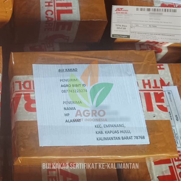 Tanaman Kakao MCC-02: Pilihan Unggul Petani di Kalimantan Barat