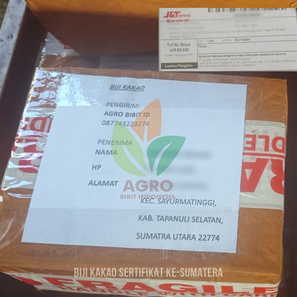 100 Biji Kakao MCC-02 Sertifikat ke-Sumatera Utara