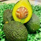 contoh buah Alpukat Hass