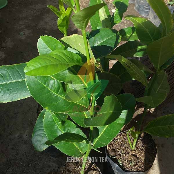 Jeruk Lemon Tea asal Okulasi