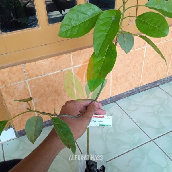 Alpukat Hass asal Sambung