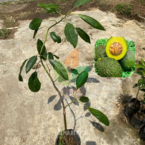 Alpukat Hass asal Sambung