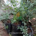 Bibit Jeruk Finger Lime (Jeruk Caviar) Asli Menuju Kalimantan Timur
