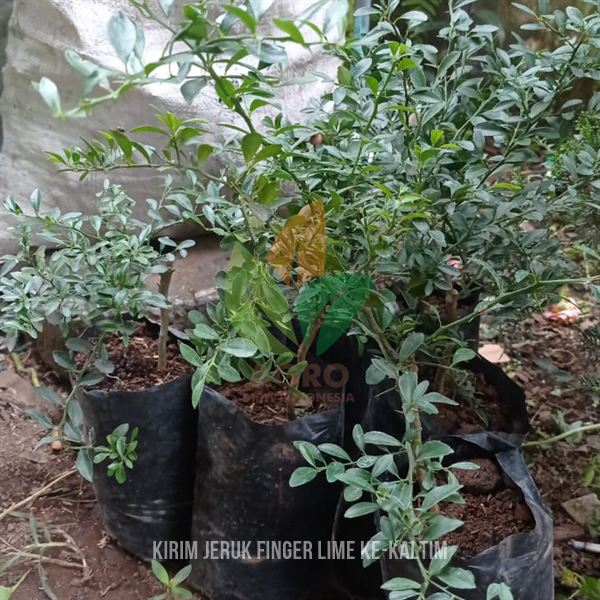 Bibit Jeruk Finger Lime (Jeruk Caviar) Asli Menuju Kalimantan Timur