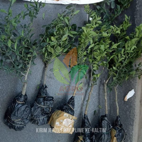 Bibit Jeruk Finger Lime (Jeruk Caviar) Asli Menuju Kalimantan Timur