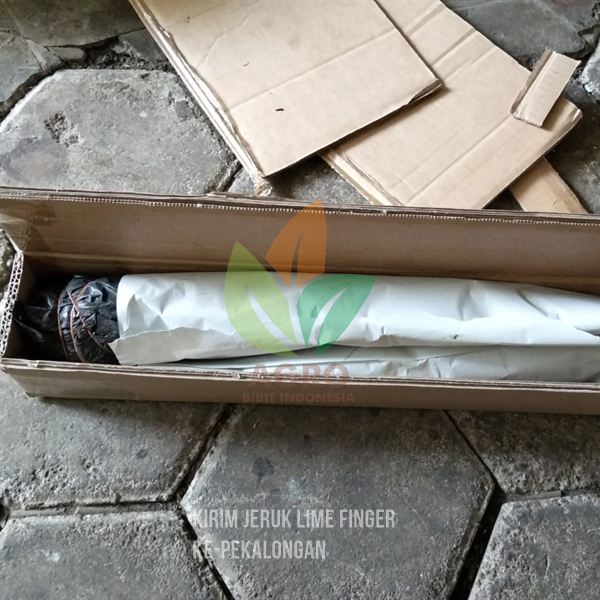 Sobat Agro di Kota Pekalongan Tanam Jeruk Finger Lime