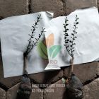 Sobat Agro di Kota Pekalongan Tanam Jeruk Lime Finger