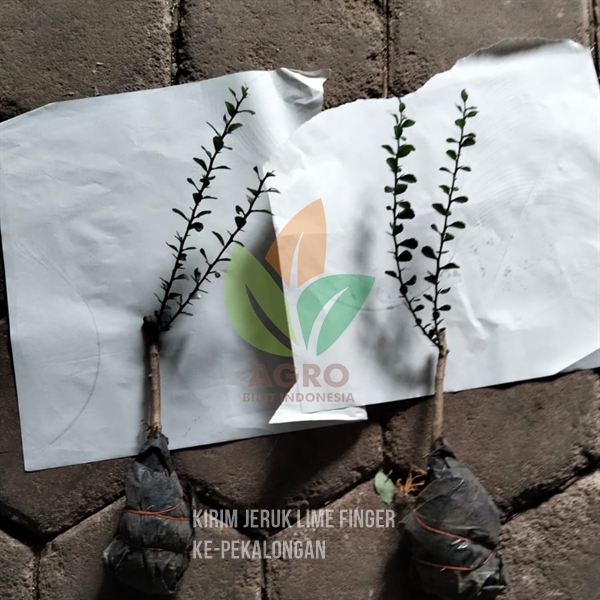 Sobat Agro di Kota Pekalongan Tanam Jeruk Finger Lime