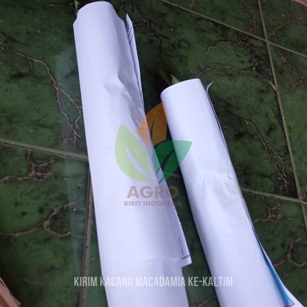 Mulai Tanam Kacang Macadamia di Kalimantan Timur