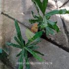 Tanam Kacang Macadamia di Kalimantan Timur Asli