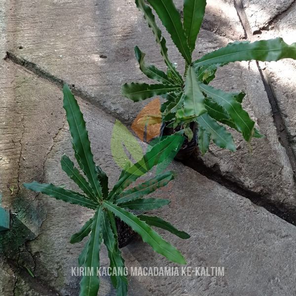 Tanam Kacang Macadamia di Kalimantan Timur Asli