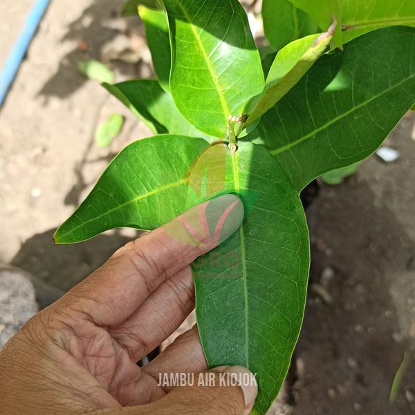 Jambu Air Kiojok Hijau Manis