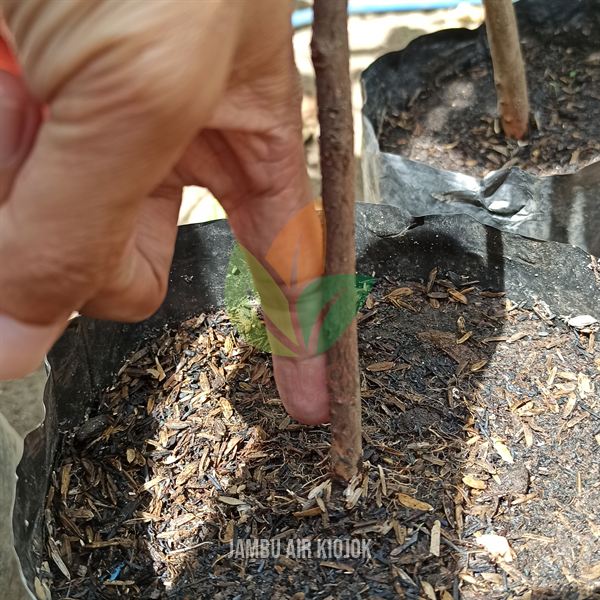 Jambu Air Kiojok Hijau Manis
