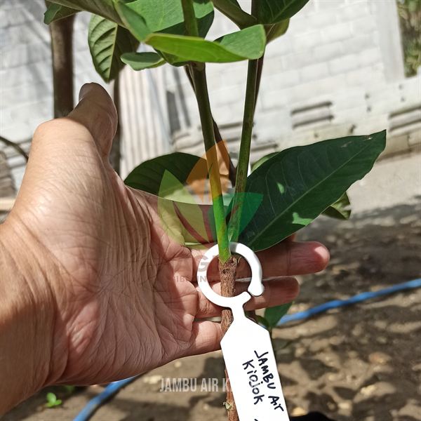 Jambu Air Kiojok Hijau Manis