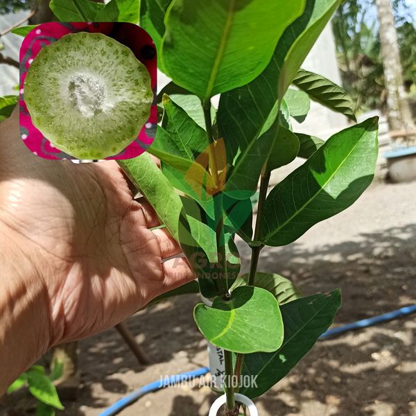 Jambu Air Kiojok Hijau Manis