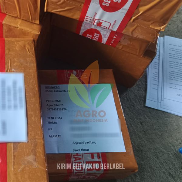 Paket Biji Kakao Klon BB-01 Berlabel di Pacitan Siap Semai