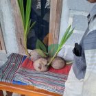 Kirim Bibit Kelapa Genjah Entok Sobat Agro di Trenggalek