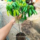 Bibit Leci Merah Cangkok Rimbun Menuju Surabaya