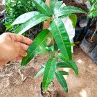 Bibit Mangga Yuwen S6 Menuju Jakarta Utara